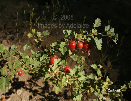 Sierra Gooseberry